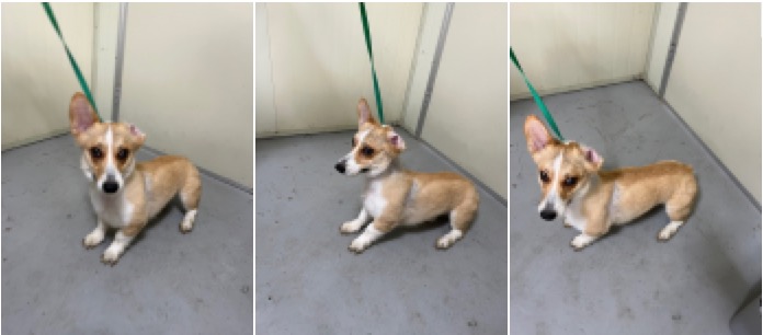 부산동물보호센터_426332202300177